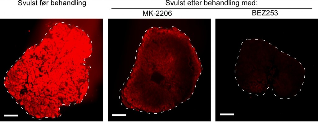 Rødfargen viser aktiviteten til PI3K signalveien i svulsten hos mus.