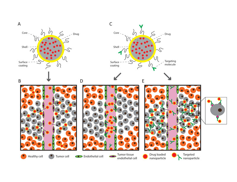 Figure 1. A: General design of a nanoparticle loaded with drug. The core/shell/surface coating can be composed of a variety of different materials, which has resulted in an enormous diversity in the design, and hence properties, of different nanoparticles. B: When a drug loaded nanoparticle is injected into the blood, it can leak into the tumour tissue due to the leaky tumour blood vessels. C: General design of a targeted nanoparticle loaded with drug. D: Nanoparticles can be specifically targeted to the cells making up the tumour vasculature. When these are injected into the blood, they accumulate in the tumor vasculature. The targeting and subsequent disrupting of tumour blood vessels is a promising therapeutic strategy. E: Nanoparticles can also be specifically targeted to cancer cells. When these targeted nanoparticles are injected into the blood, they accumulate in the tumor and bind to tumor cells, increasing the amount of drug delivered to individual cancer cells.