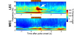 Oscillations when well-trained rats were sampling odour cues