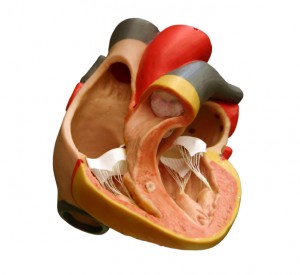 Anatomisk modell av hjertet. iStockphoto