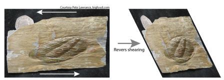 Shearing in other systems Shearing is occurs in many natural systems. Shown here is a trilobite fossil that has been deformed over time through forces operating in the earth's crust (left). By mathematically reversing the shear forces, the original shape of the fossil can be inferred (right).