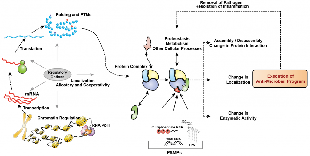 Multiple regulatory options of a cell during perturbations such as infection