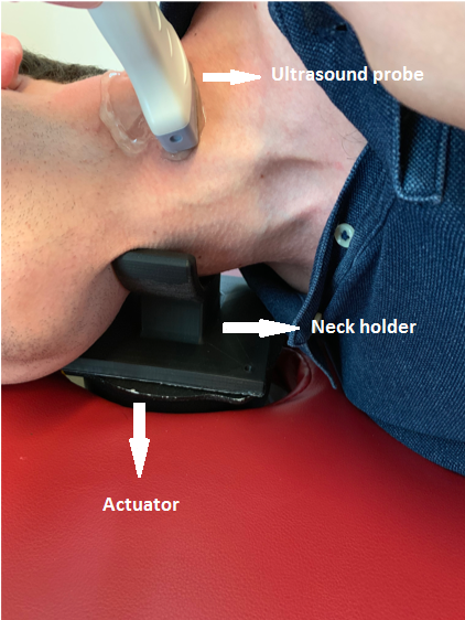 an ultrasound thyroid scanning. A 3-D printed neck holder is placed on the actuator and displacements are imaged using a linear ultrasound probe.