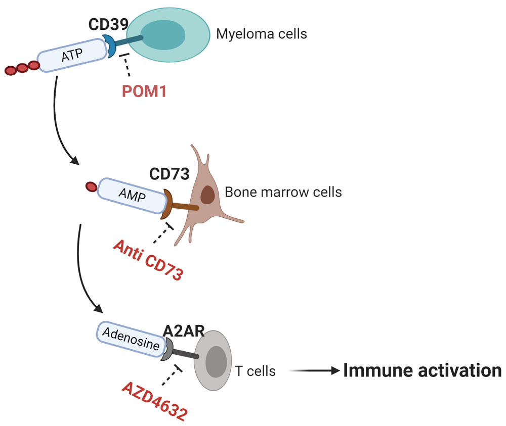 Figuren viser immunceller (T celler) som aktiveres til å drepe kreftceller