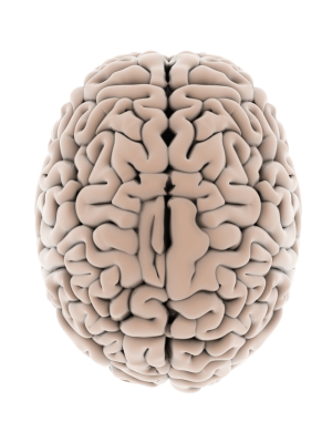 hjerne2