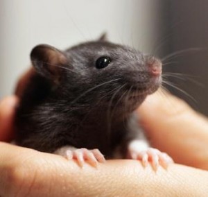 Rat baby in Tale Bjerknes's hand