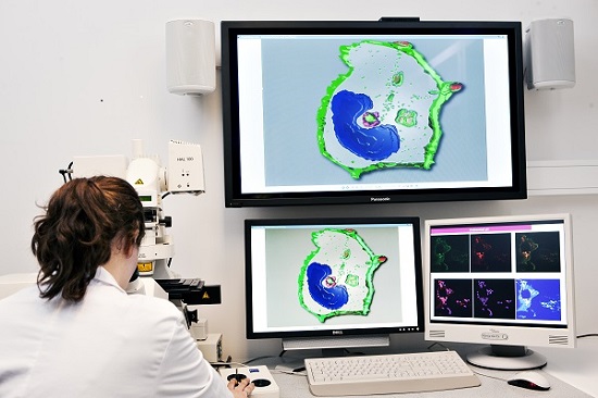 CEMIR researcher Marie Hjelmseth Aune looks at macrophages ( blue ). The screen image shows a macrophage engulfing a bacterium (red). Photo: Geir Mogen, NTNU