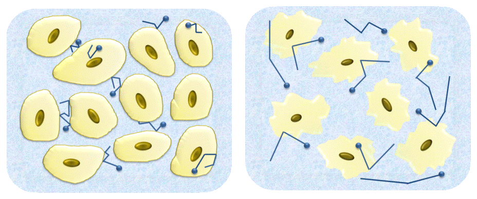 Illustration of water diffusion among cancer cells.