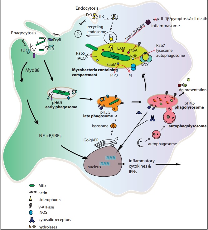 Mycobacterial evasion strategies within a macrophage.