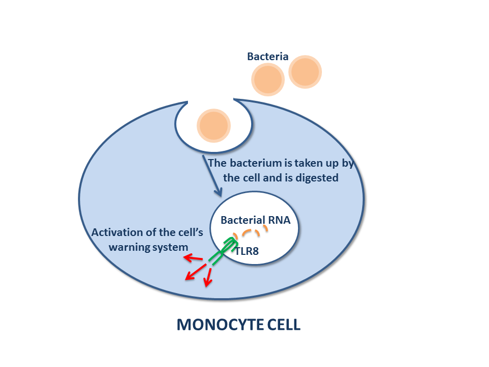 Monocytt TLR8 engelsk