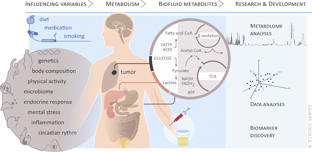 Grafikk som viser metabolitter ved brystkreft.