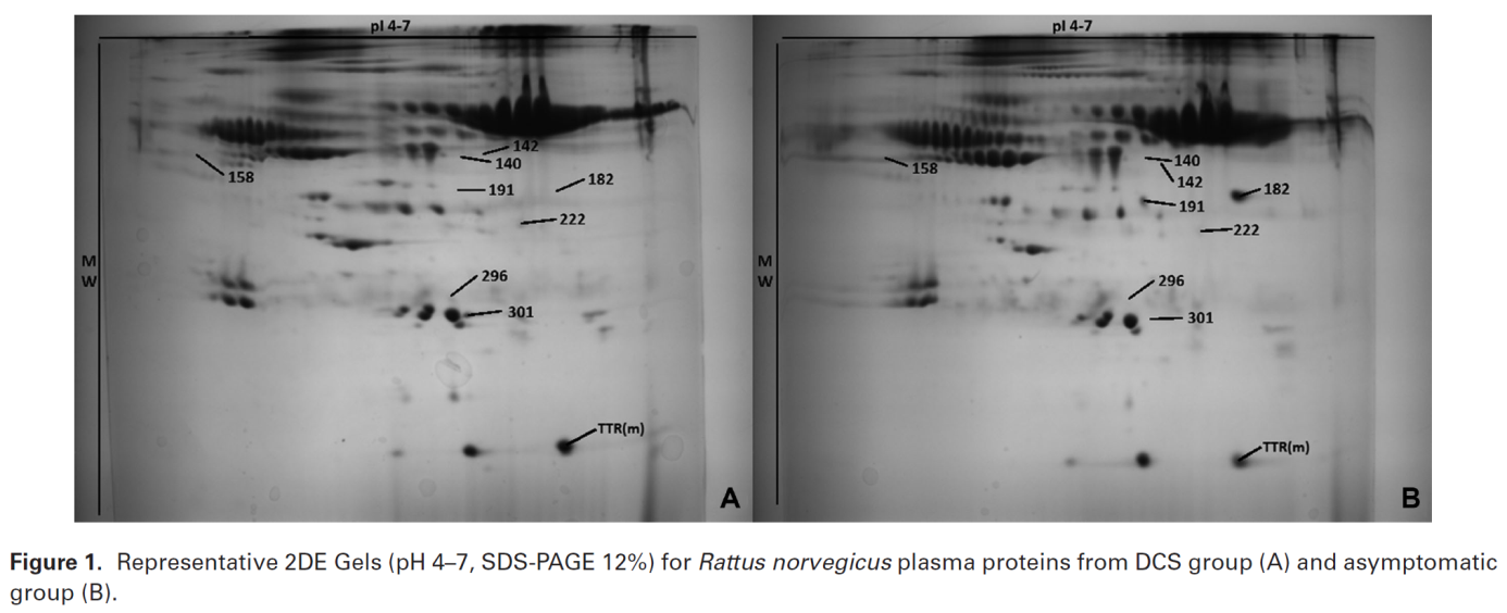 Representative 2DE Gels for plasma proteins.