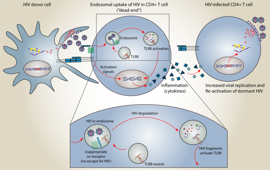 Grafisk fremstilling av TLR8 HIV 